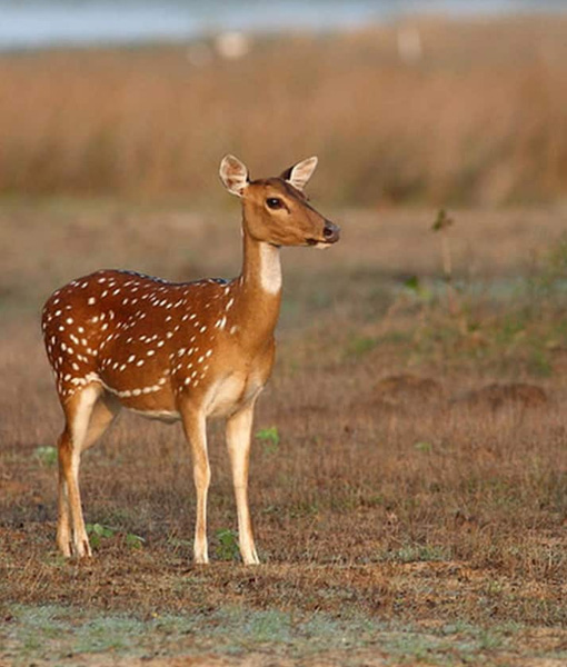 Wilpattu National Park