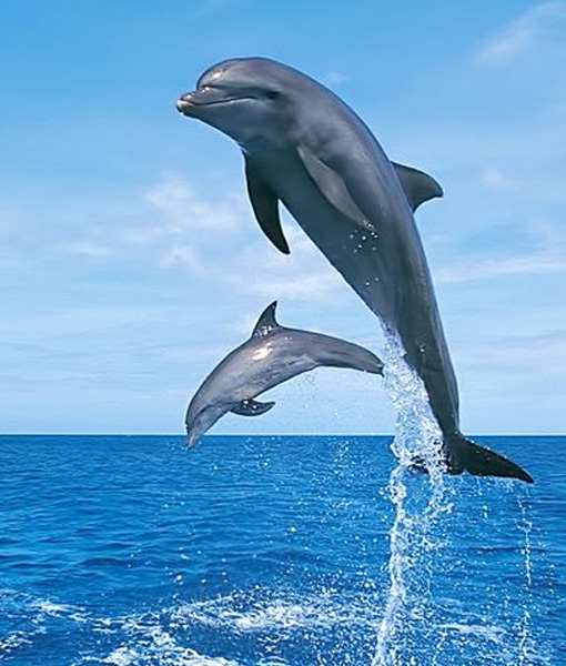 Dolphin / Whale Watching