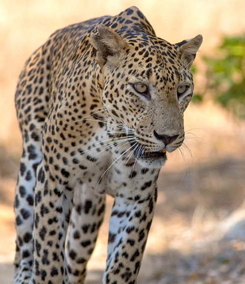 Wilpattu